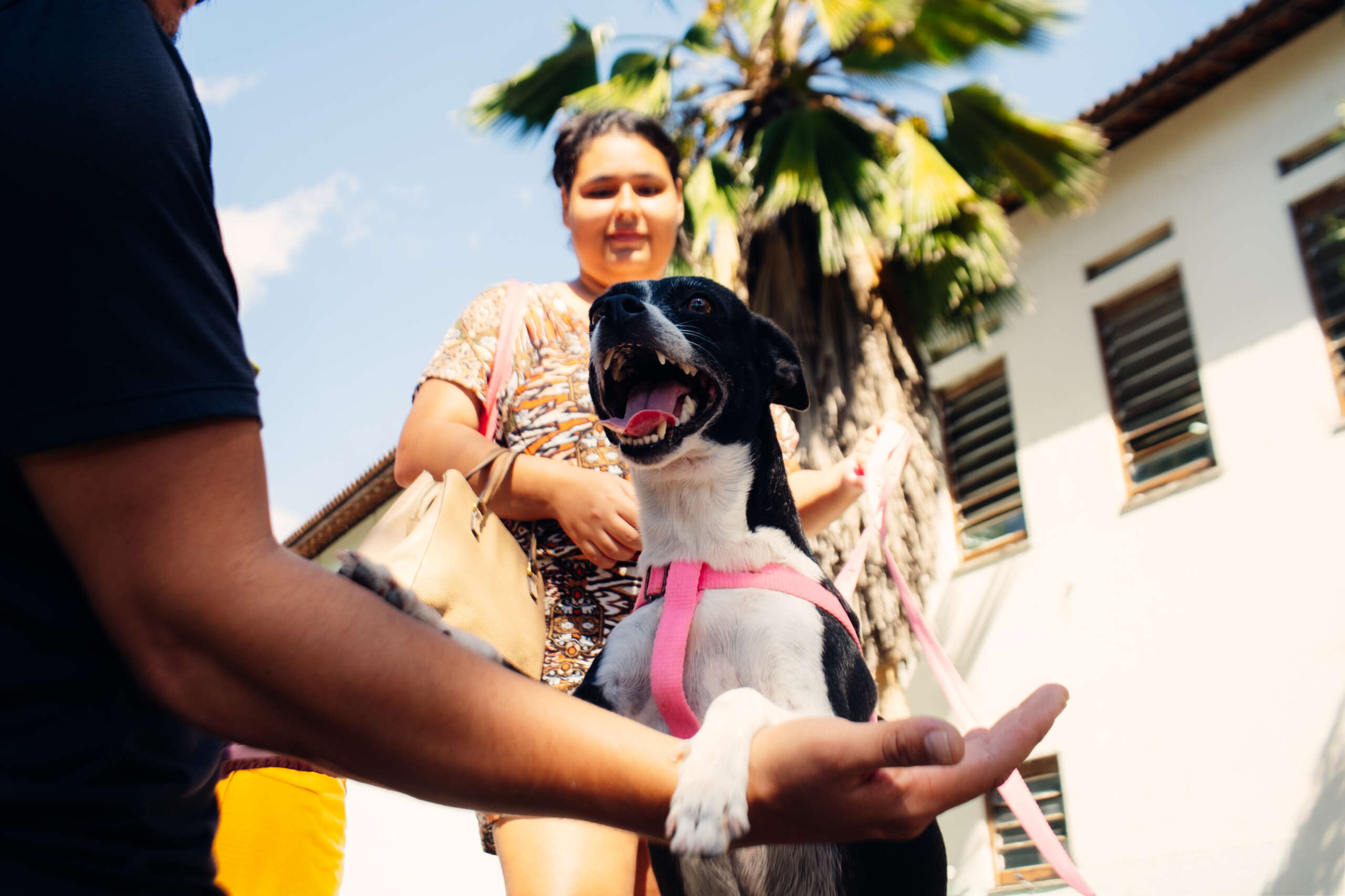 Dia Mundial dos Animais: Governo do Ceará lança Programa Ração do Bem neste sábado (4)